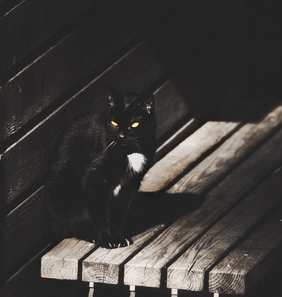 Schwarzer Kater mit leuchtenden Augen sitzt auf Bank