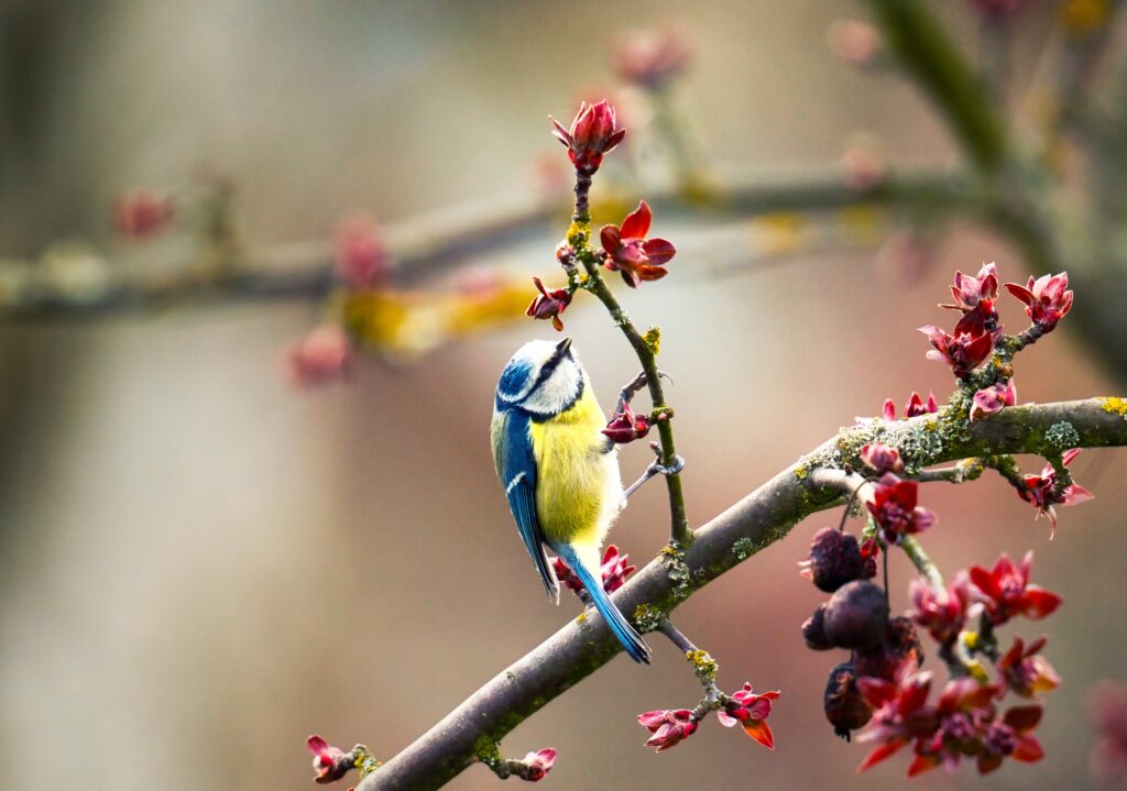 Blaumeise sitzt auf blühendem Kirschbaum