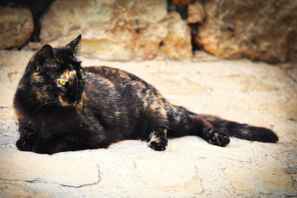 Liegende schwarzgetigerte Katze auf der Festung Fortezza (Kreta)
