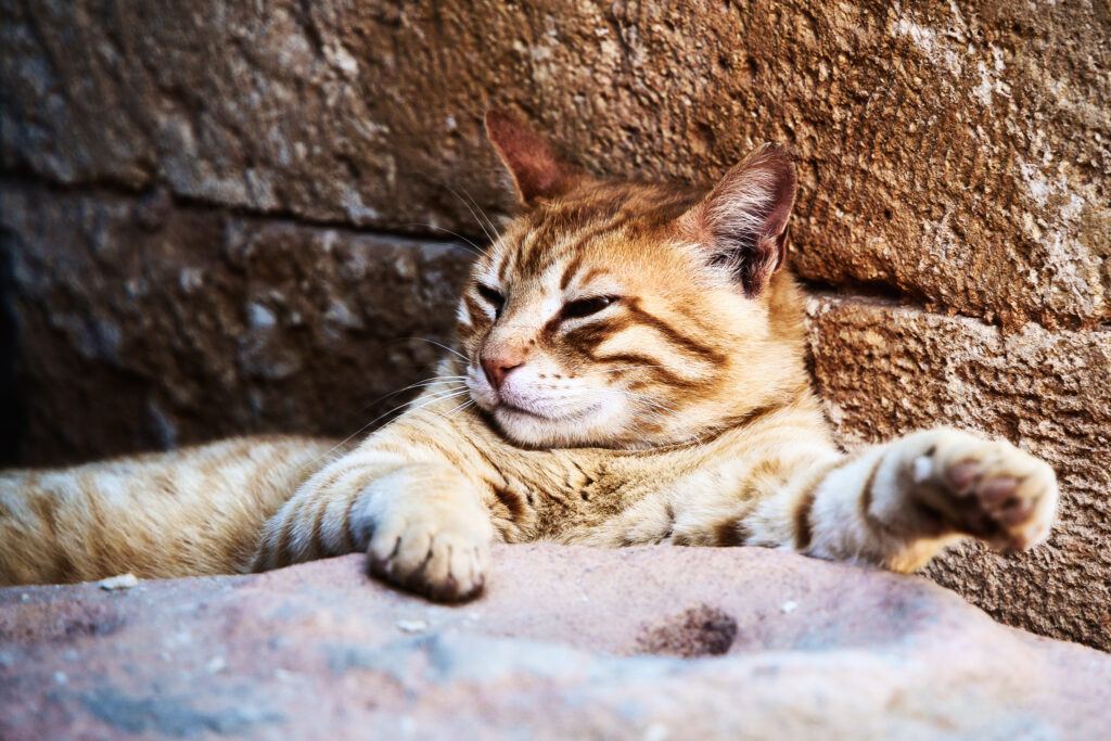 Liegende getigerte Katze an einem Stein im Arkadi Kloster bei Rethymno auf Kreta