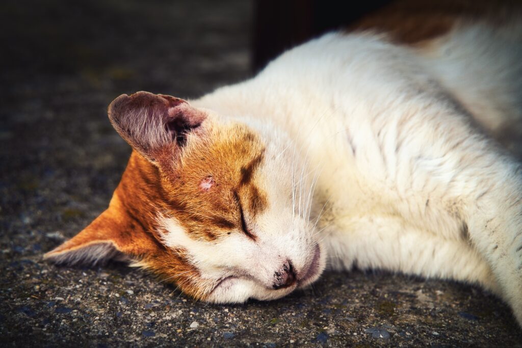 Schlafende getigerte Katze beim Preveli Kloster auf Kreta