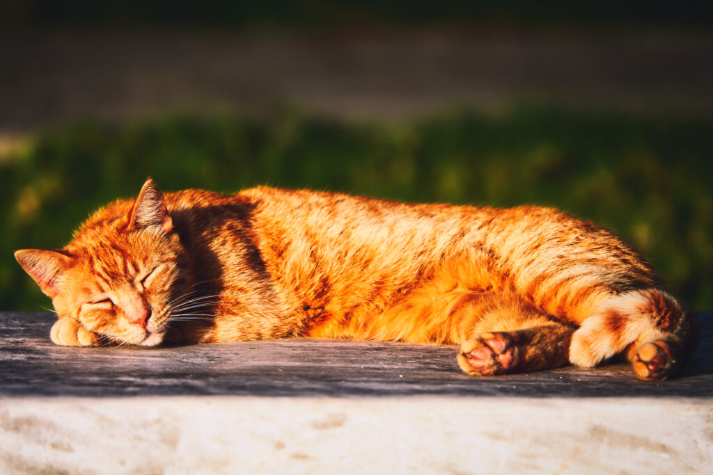 Schlafende rotgetigerte Katze liegt in der Sonne bei den venizelos Gräbern auf Kreta