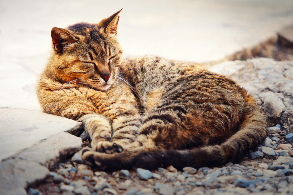 Eingerollte schlafende getigerte Katze im Arkadi Kloster auf Kreta