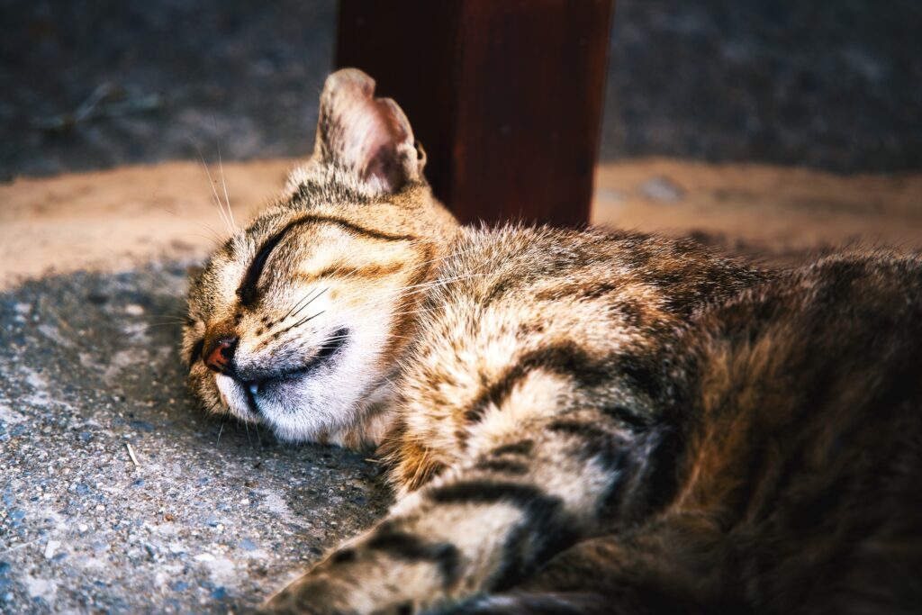 Schlafende junge getigerte Katze beim Preveli Kloster auf Kreta