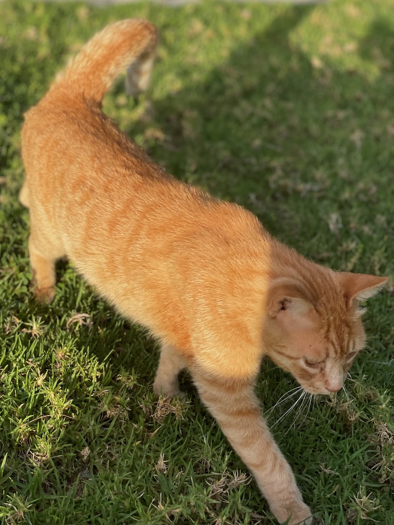 rötliche Katze auf dem Weg zur Sonnenbank