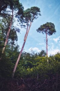Drei hohe Kiefern ragen über dichtem Wald unter blauem Himmel in der Margarethenschlucht im Odenwald auf.