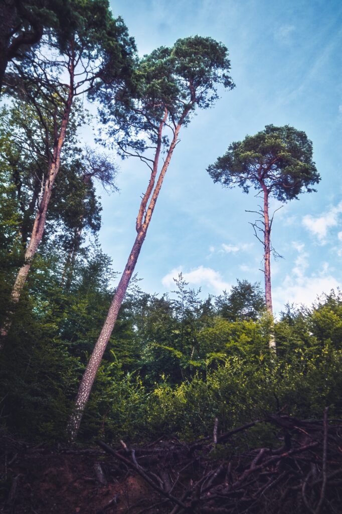 Drei hohe Kiefern ragen über dichtem Wald unter blauem Himmel in der Margarethenschlucht im Odenwald auf.