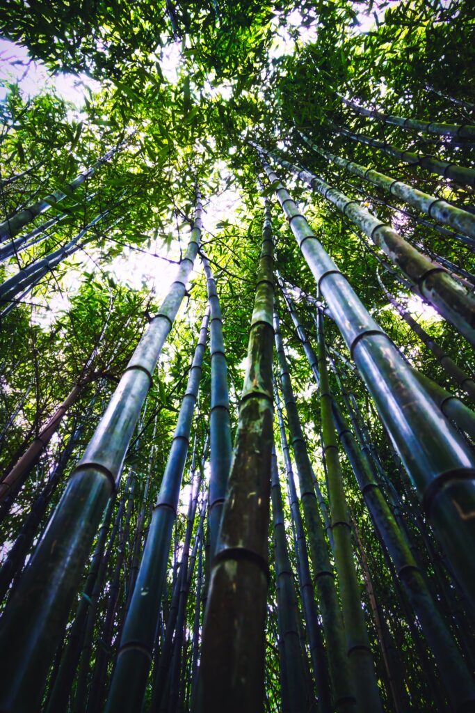 Hohe Bambuspflanzen wachsen dicht nebeneinander im Botanischen Garten Tübingen aus niedriger Perspektive fotografiert.