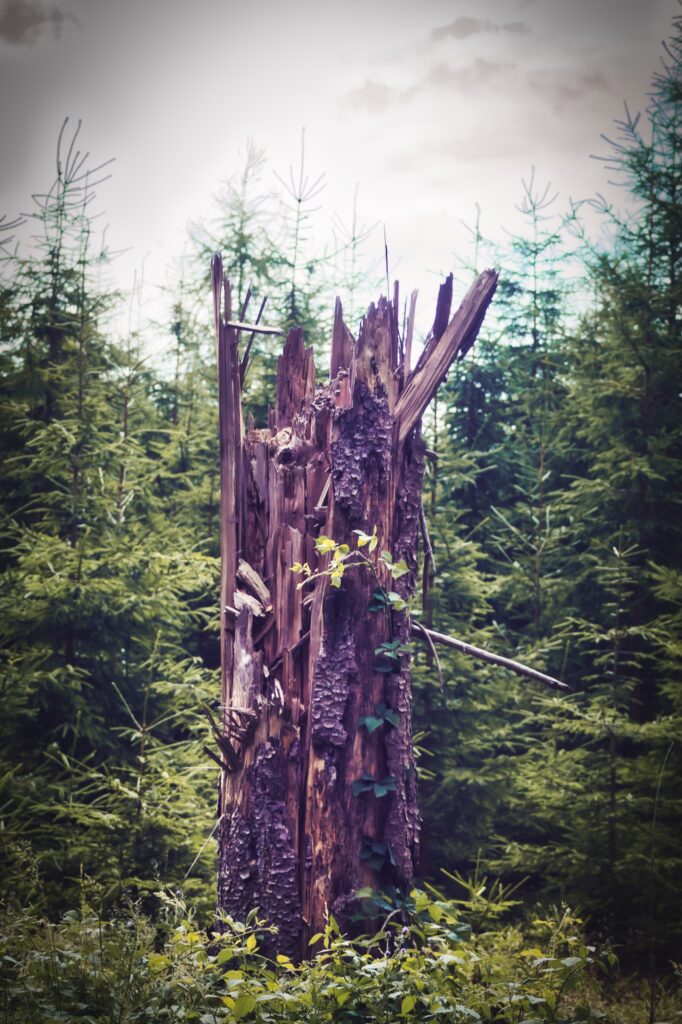 Abgebrochener Baumstumpf im Wald am Robemer See im Odenwald, umgeben von dichtem Nadelwald.